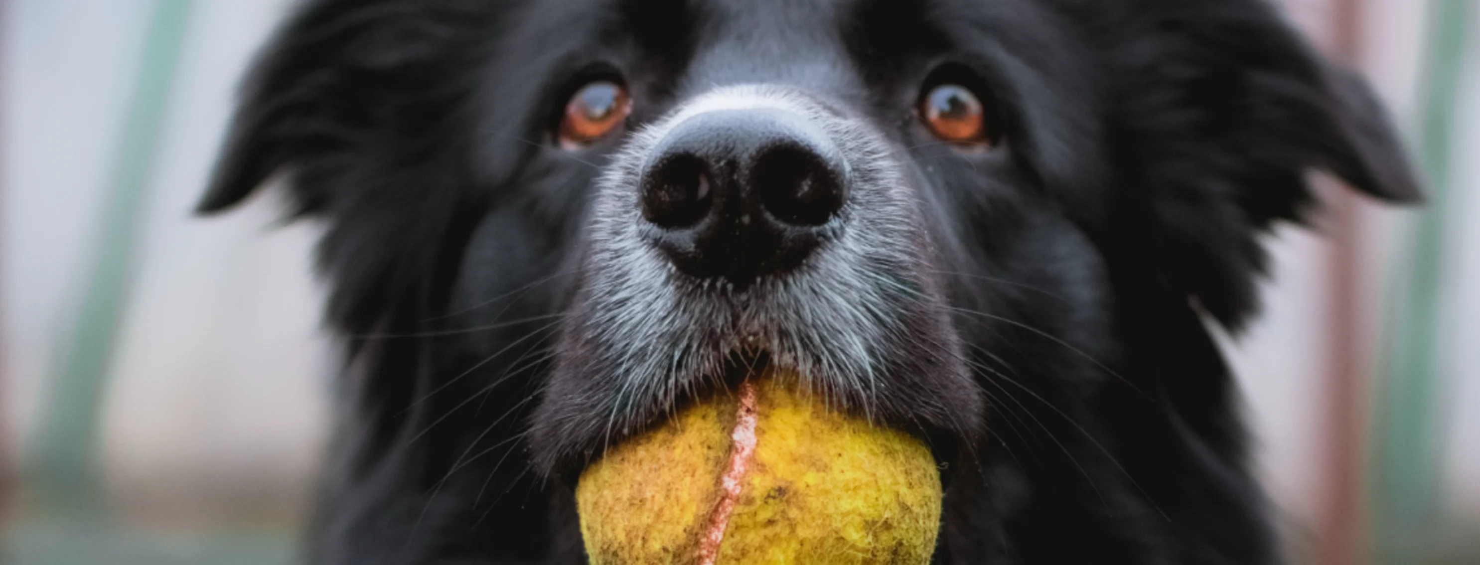 Dog with yellow ball